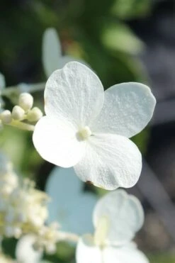 Kyushu Hydrangea - 3 Gallon Pot -Flora Bloom Shop hydrangea paniculata kyushu 23