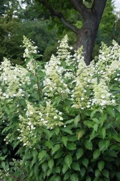 Kyushu Hydrangea - 3 Gallon Pot -Flora Bloom Shop hydrangea paniculata kyushu 5