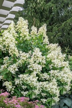 Kyushu Hydrangea - 3 Gallon Pot -Flora Bloom Shop hydrangea paniculata kyushu 7