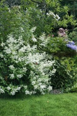 Kyushu Hydrangea - 3 Gallon Pot -Flora Bloom Shop hydrangea paniculata kyushu 9