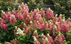 Flare Hydrangea - 3 Gallon Pot -Flora Bloom Shop hydrangea paniculata lava lamp flare 11