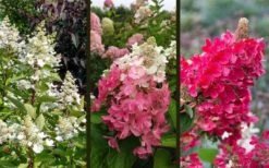 Flare Hydrangea - 3 Gallon Pot -Flora Bloom Shop hydrangea paniculata lava lamp flare 16