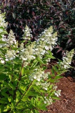 Flare Hydrangea - 3 Gallon Pot -Flora Bloom Shop hydrangea paniculata lava lamp flare 17