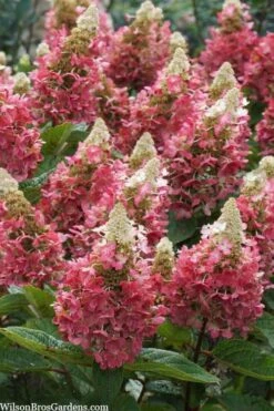 Flare Hydrangea - 3 Gallon Pot -Flora Bloom Shop hydrangea paniculata lava lamp flare 3