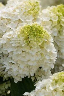 Little Hottie Hydrangea - 3 Gallon Pot 10 Little Hottie Hydrangea - 3 Gallon Pot -Flora Bloom Shop hydrangea paniculata little hottie 1 1