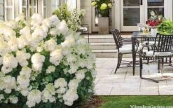 Little Hottie Hydrangea - 3 Gallon Pot 12 Little Hottie Hydrangea - 3 Gallon Pot -Flora Bloom Shop hydrangea paniculata little hottie 5 1
