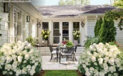 Little Hottie Hydrangea - 3 Gallon Pot 11 Little Hottie Hydrangea - 3 Gallon Pot -Flora Bloom Shop hydrangea paniculata little hottie 7 1