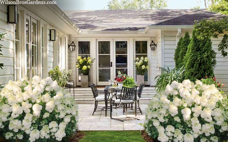 Little Hottie Hydrangea - 2.5 Gallon Pot 5 Little Hottie Hydrangea - 2.5 Gallon Pot - Image 5