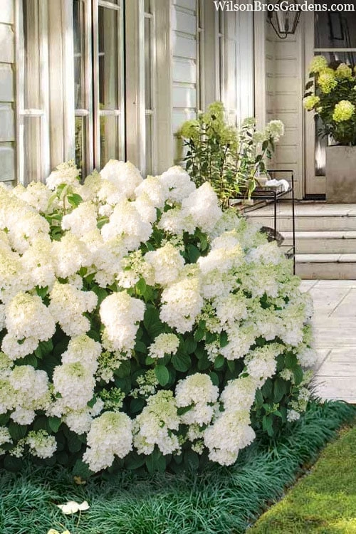 Little Hottie Hydrangea - 3 Gallon Pot 1 Little Hottie Hydrangea - 3 Gallon Pot