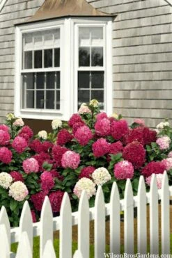 Little Lime Punch Hydrangea - 3 Gallon Pot -Flora Bloom Shop hydrangea paniculata little lime punch 2