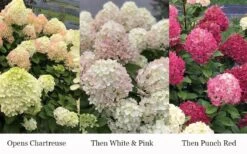 Little Lime Punch Hydrangea - 3 Gallon Pot -Flora Bloom Shop hydrangea paniculata little lime punch 3