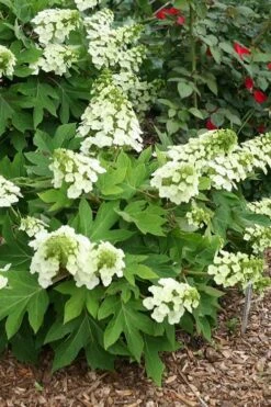 Pee Wee Dwarf Oakleaf Hydrangea - 1 Gallon Pot -Flora Bloom Shop hydrangea quercifolia pee wee oakleaf 1