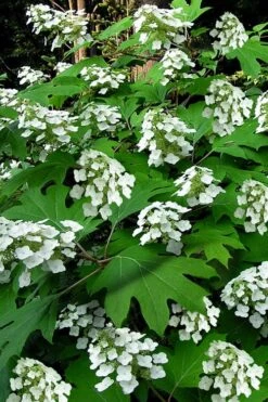 Pee Wee Dwarf Oakleaf Hydrangea - 3 Gallon Pot