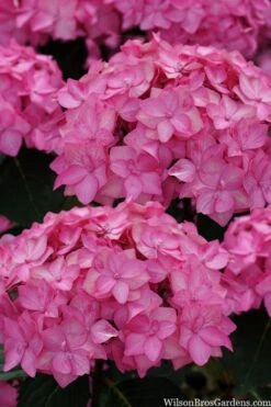 Let's Dance 'Can Do' Hydrangea - 3 Gallon Pot -Flora Bloom Shop hydrangea serrata lets dance can do 2