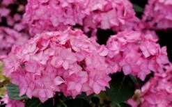 Let's Dance 'Can Do' Hydrangea - 2 Gallon Pot -Flora Bloom Shop hydrangea serrata lets dance can do 3 1