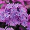 Let's Dance 'Can Do' Hydrangea - 3 Gallon Pot