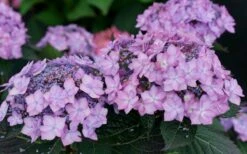 Let's Dance 'Can Do' Hydrangea - 3 Gallon Pot -Flora Bloom Shop hydrangea serrata lets dance can do 7