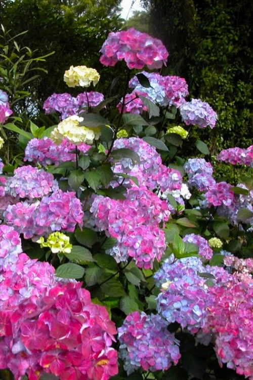 Preziosa Multi Color Hydrangea - 3 Gallon Pot 1 Preziosa Multi Color Hydrangea - 3 Gallon Pot