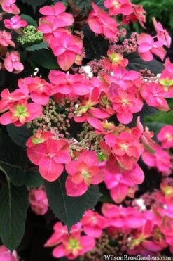 Tuff Stuff Red Mountain Hydrangea - 3 Gallon Pot -Flora Bloom Shop hydrangea serrata tuff stuff red mountain 2
