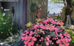 Tuff Stuff Red Mountain Hydrangea - 3 Gallon Pot -Flora Bloom Shop hydrangea serrata tuff stuff red mountain 4