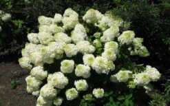 Silver Dollar Hydrangea - 3 Gallon Pot -Flora Bloom Shop hydrangea silver dollar 2