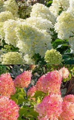Silver Dollar Hydrangea - 3 Gallon Pot -Flora Bloom Shop hydrangea silver dollar 4