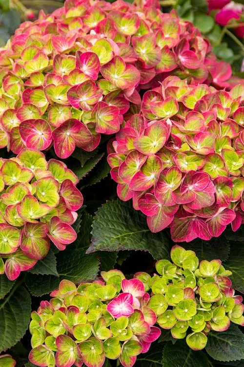 Tilt-A-Swirl Hydrangea - 3 Gallon Pot 6 Tilt-A-Swirl Hydrangea - 3 Gallon Pot - Image 6