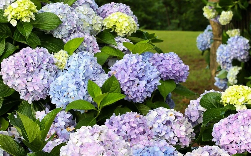 Dear Dolores Hydrangea - 2 Gallon Pot 4 Dear Dolores Hydrangea - 2 Gallon Pot - Image 4