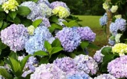 Dear Dolores Hydrangea - 1 Gallon Pot -Flora Bloom Shop hydrangea20dear20delores 2