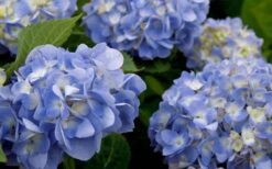 Dear Dolores Hydrangea - 2 Gallon Pot 11 Dear Dolores Hydrangea - 2 Gallon Pot -Flora Bloom Shop hydrangea20dear20delores202 1
