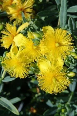 Blue Velvet St. Johns Wort (Hypericum Kalmianum) - 3 Gallon Pot -Flora Bloom Shop hypericum lamianum blue velvet st johns wort 1