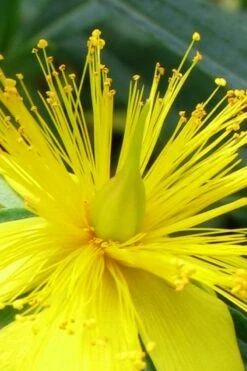 Blue Velvet St. Johns Wort (Hypericum Kalmianum) - 3 Gallon Pot -Flora Bloom Shop hypericum lamianum blue velvet st johns wort 2