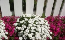 Alexander's White Candy Tuft (Iberis) - 1 Gallon Pot -Flora Bloom Shop iberis sempervirens alexanders white 3