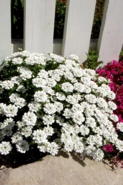 Alexander's White Candy Tuft (Iberis) - 1 Gallon Pot -Flora Bloom Shop iberis sempervirens alexanders white 4