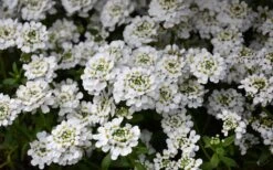 Alexander's White Candy Tuft (Iberis) - 1 Gallon Pot -Flora Bloom Shop iberis sempervirens snowflake candytuft 1