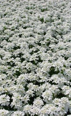 Snowflake Candy Tuft - 1 Gallon Pot -Flora Bloom Shop iberis sempervirens snowflake candytuft 3 1