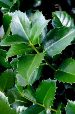 Emily Bruner Pyramidal Holly - 3 Gallon Pot -Flora Bloom Shop ilex emily bruner holly tree 103