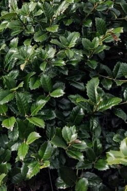 Emily Bruner Pyramidal Holly - 3 Gallon Pot -Flora Bloom Shop ilex emily bruner holly tree 104