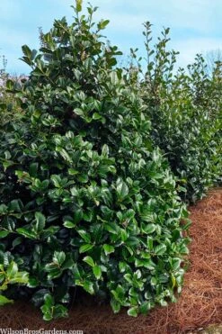 Emily Bruner Pyramidal Holly - 3 Gallon Pot -Flora Bloom Shop ilex emily bruner holly tree 105