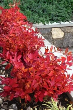 Scentlandia Sweetspire (Itea Virginica) - 3 Gallon Pot 10 Scentlandia Sweetspire (Itea Virginica) - 3 Gallon Pot -Flora Bloom Shop itea virginica scentlandia virginia sweetspire 7