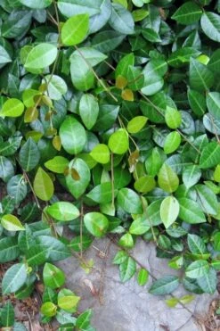 Asian Jasmine - Asiatic Jasmine - 18 Count Flat Of Pint Pots -Flora Bloom Shop jasmine asian 10 1