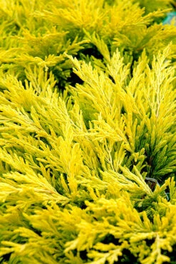 Limeglow Golden Andorra Compact Juniper - 6 Pack Of 1 Gallon Pots