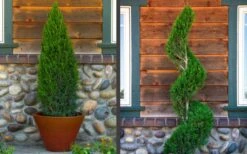 Spartan Juniper - 3 Gallon Pot -Flora Bloom Shop juniper20spartan202