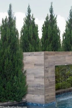 Spartan Juniper - 3 Gallon Pot -Flora Bloom Shop juniperus chinensis spartan columnar juniper 20