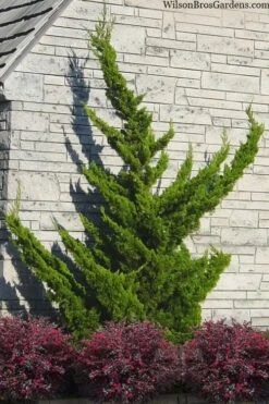 Hollywood Torulosa Juniper - 2 Gallon Pot