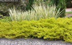 All Gold Golden Pacific Juniper - 1 Gallon Pot -Flora Bloom Shop juniperus conferta all gold pacific shore juniper 21