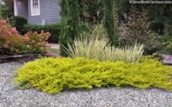 All Gold Golden Pacific Juniper - 1 Gallon Pot -Flora Bloom Shop juniperus conferta all gold pacific shore juniper 22