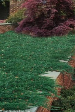 Blue Rug Juniper - 3 Gallon Pot