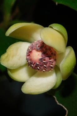 Chirifu Evergreen Magnolia Vine (Kadsura Japonica) - 2 Gallon Pot -Flora Bloom Shop kadsura japonica chirfu variegated evergreen magnolia vine 3