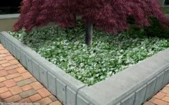 Purple Dragon Lamium - 1 Gallon Pot -Flora Bloom Shop lamium maculatam white nancy spotted dead nettle 105